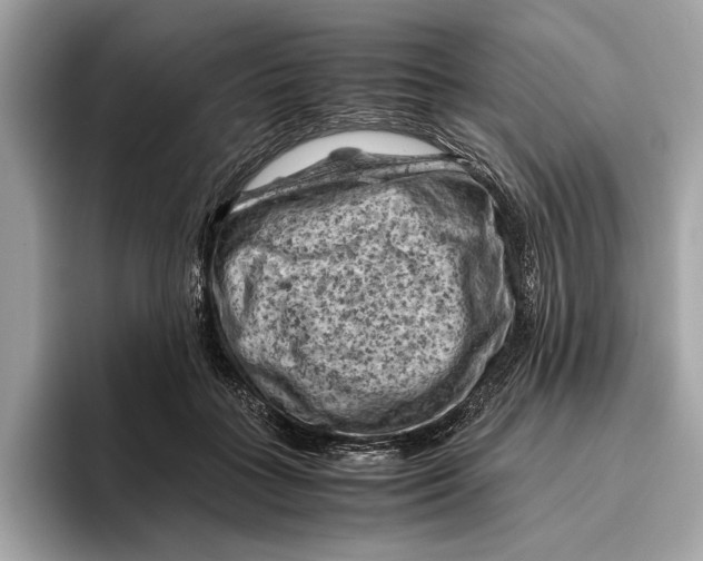 X0000096440555200802141454