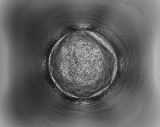 X0000096440559200802141454