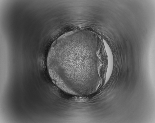 X0000096440615200802141453