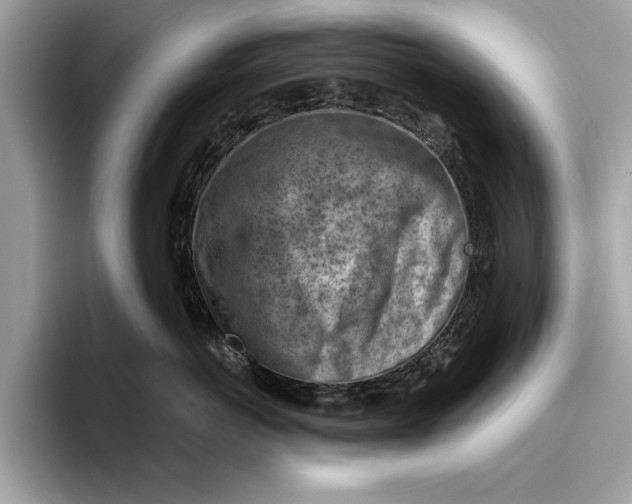 X0000096440766200802141452