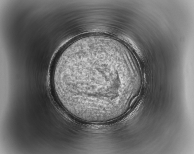 X0000096440780200802141451