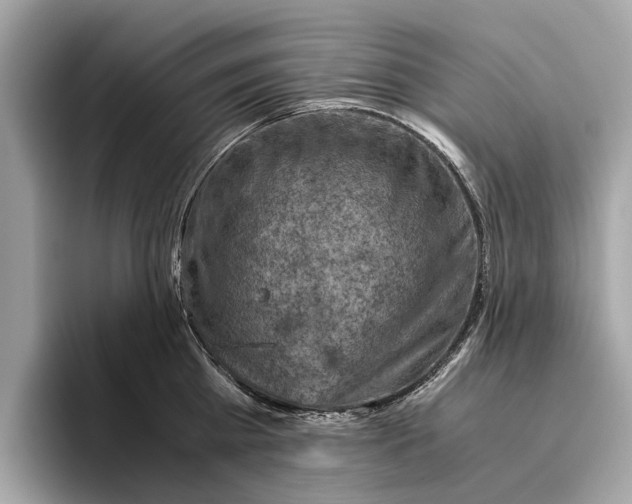 X0000096440809200802141450