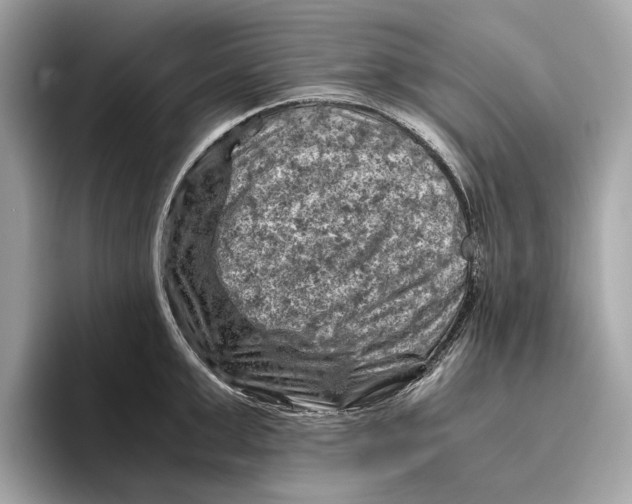 X0000096440999200802141448