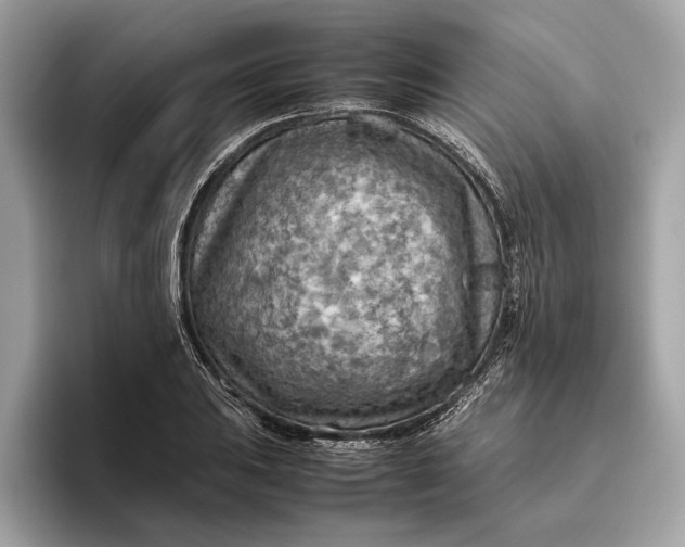 X0000096441031200802141448