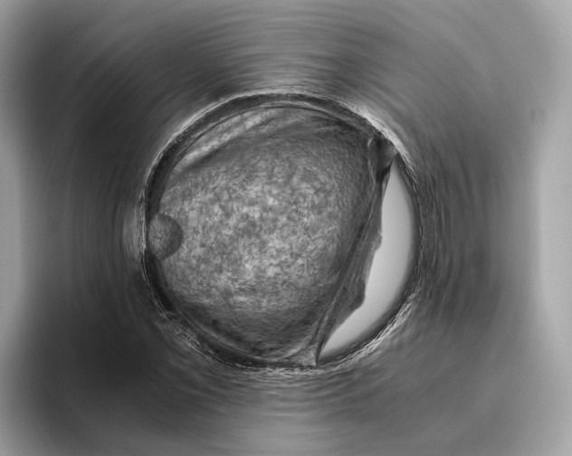 X0000096441069200802141447