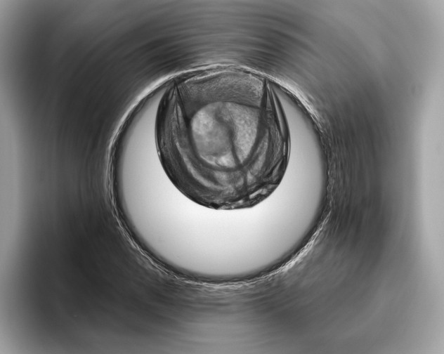 X0000096441118200802141446