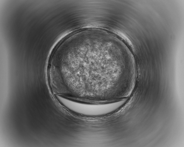 X0000096441138200802141446