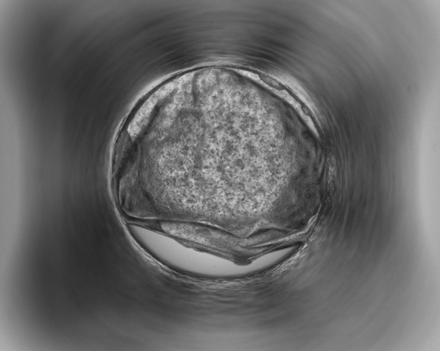 X0000096441143200802141446