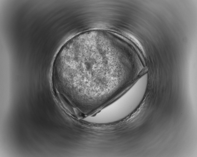 X0000096441146200802141447