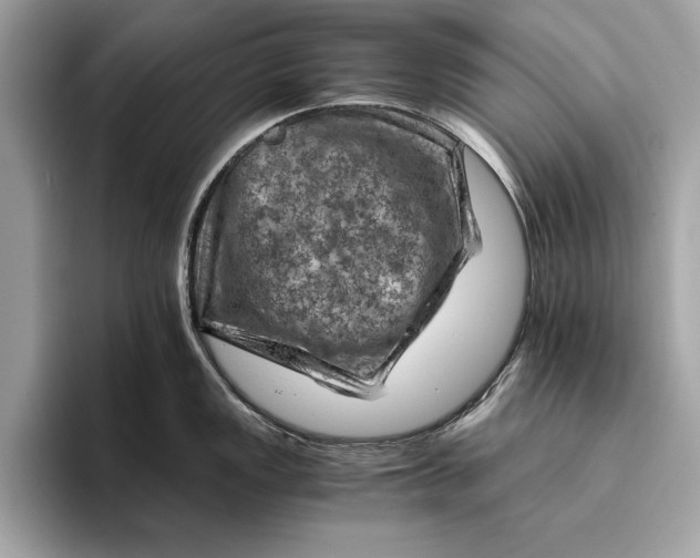 X0000096441149200802141447