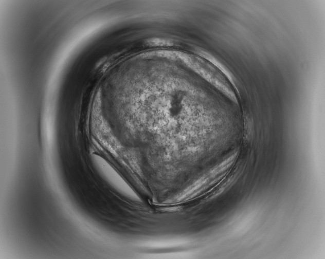 X0000096441151200802141447