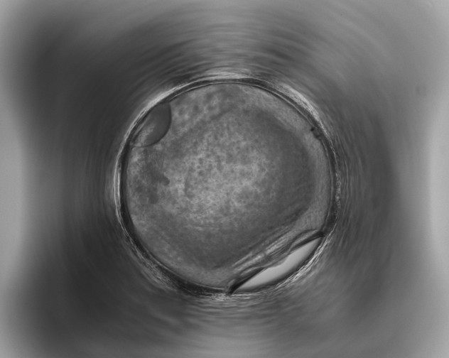 X0000096441179200802141446