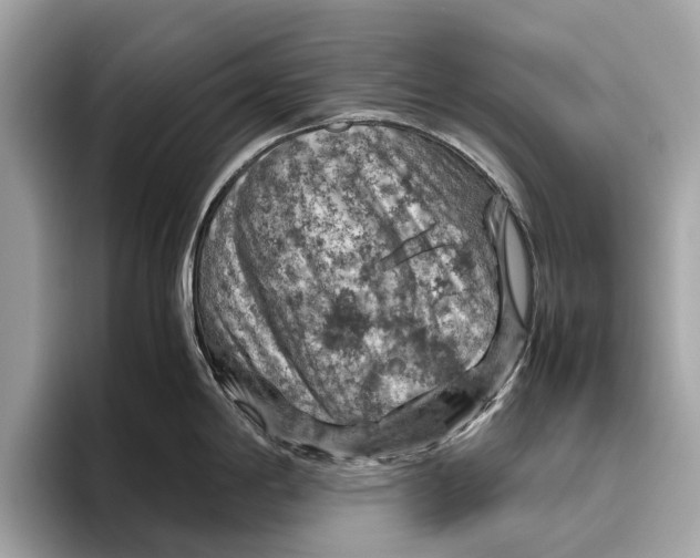 X0000096441198200802141445