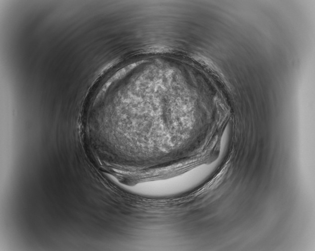 X0000096441210200802141445