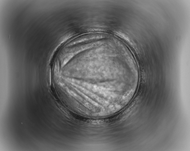 X0000096441219200802141445