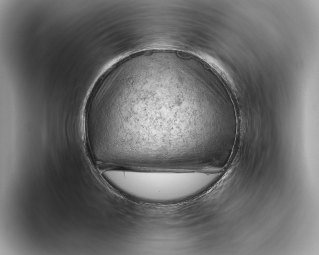 X0000096441238200802141445