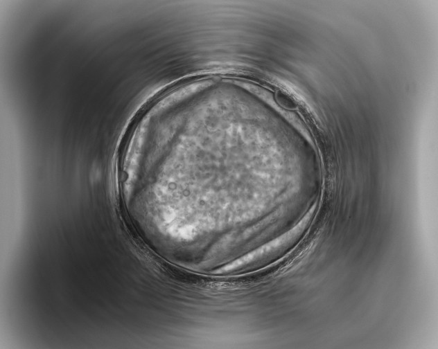 X0000096441275200802141444