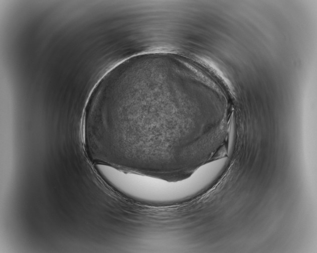 X0000096441276200802141444