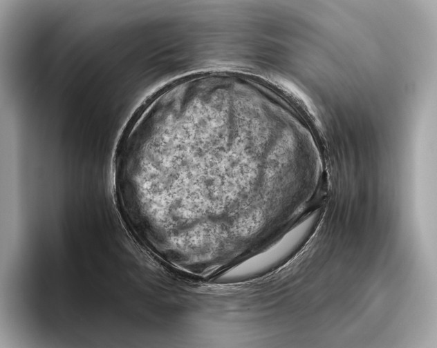 X0000096441280200802141444