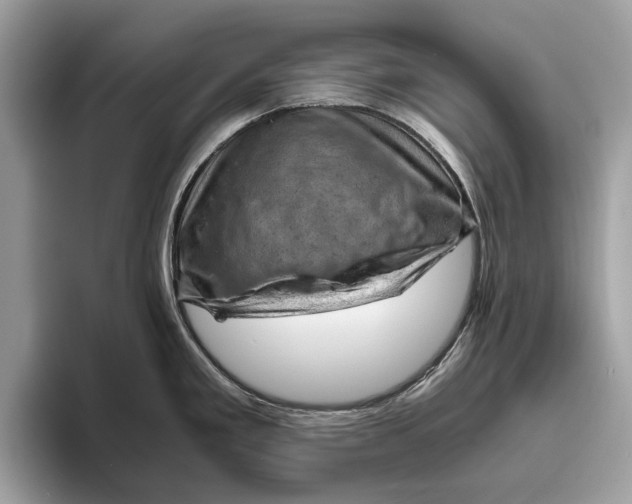 X0000096441293200802141444