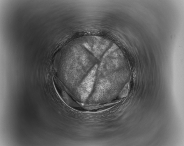 X0000096441298200802141444