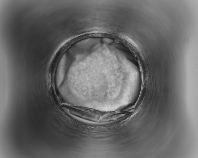 X0000096441310200802141444