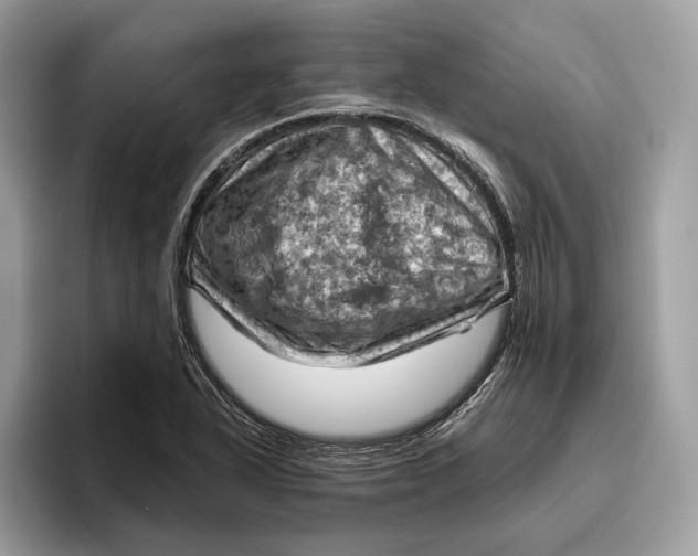 X0000096441318200802141444