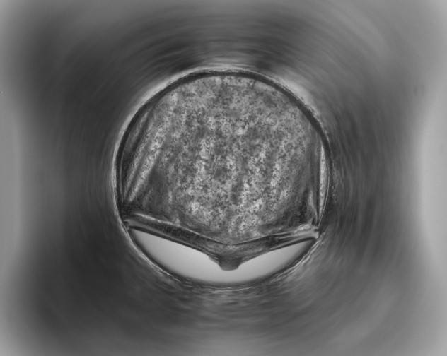 X0000096441335200802141444