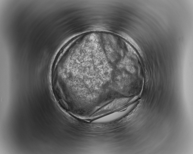 X0000096441339200802141444