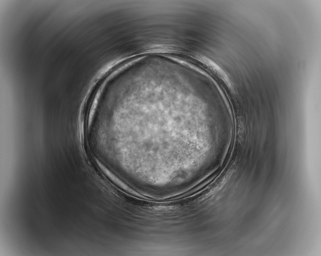 X0000096441419200802141443