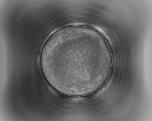 X0000096441425200802141443