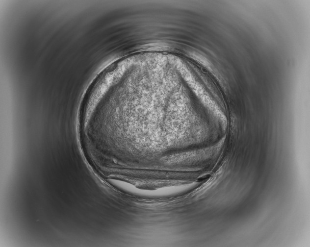 X0000096441426200802141443