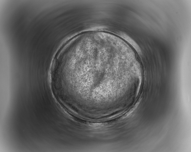 X0000096441436200802141443