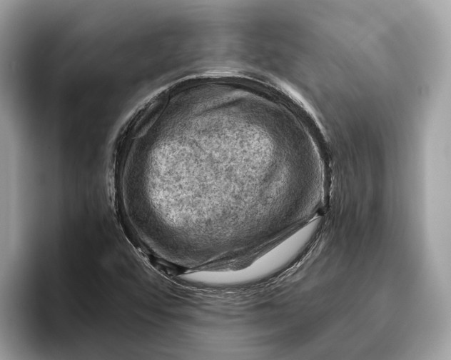 X0000096441456200802141442