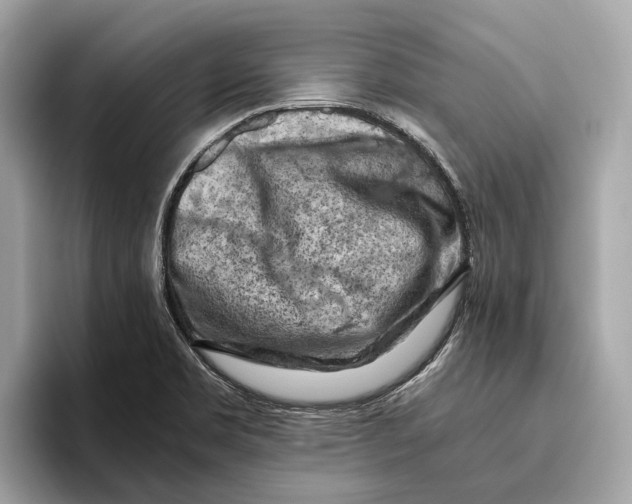 X0000096441469200802141442