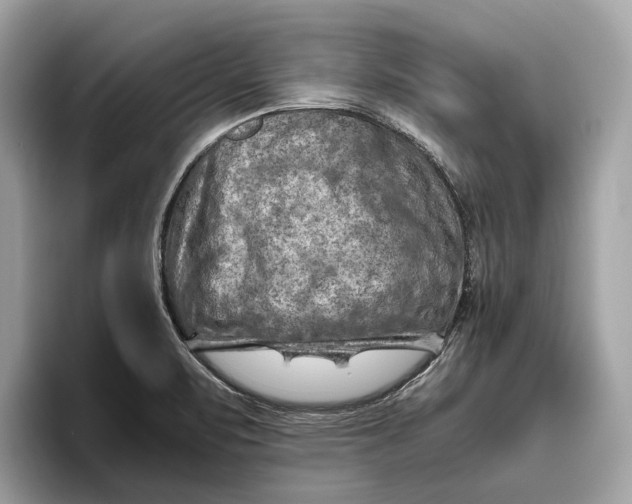 X0000096441471200802141442