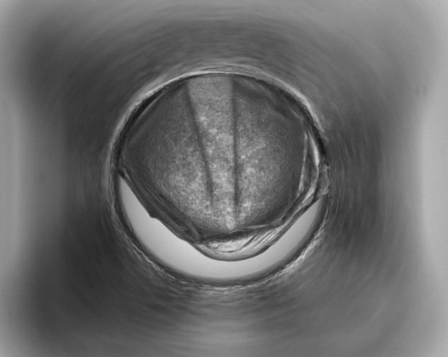 X0000096441506200802141441