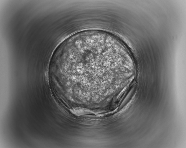 X0000096441513200802141441