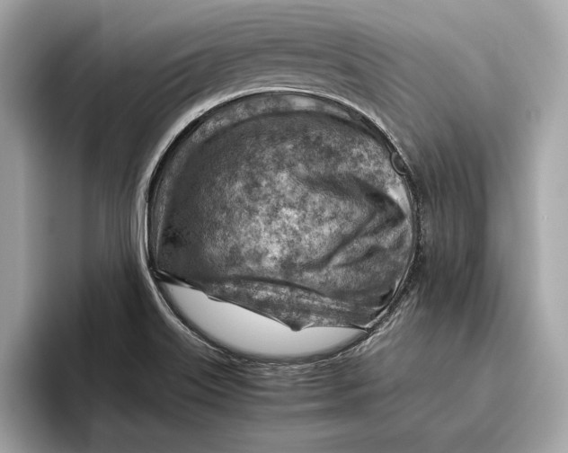 X0000096441515200802141441