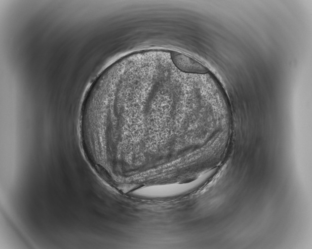 X0000096441525200802141441