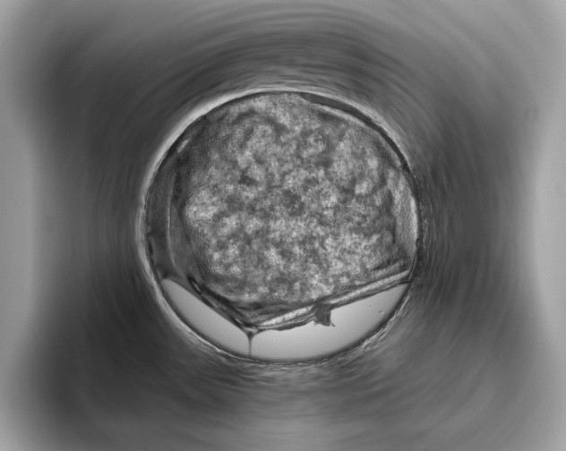 X0000096441531200802141442