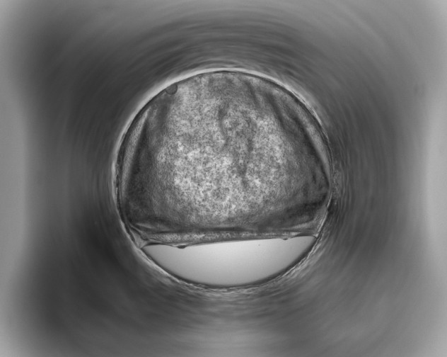 X0000096441535200802141442