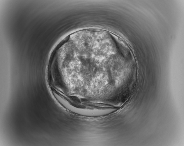 X0000096441536200802141442