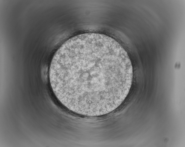 X0000096440024200802211221