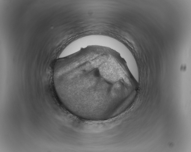 X0000096440029200802211221