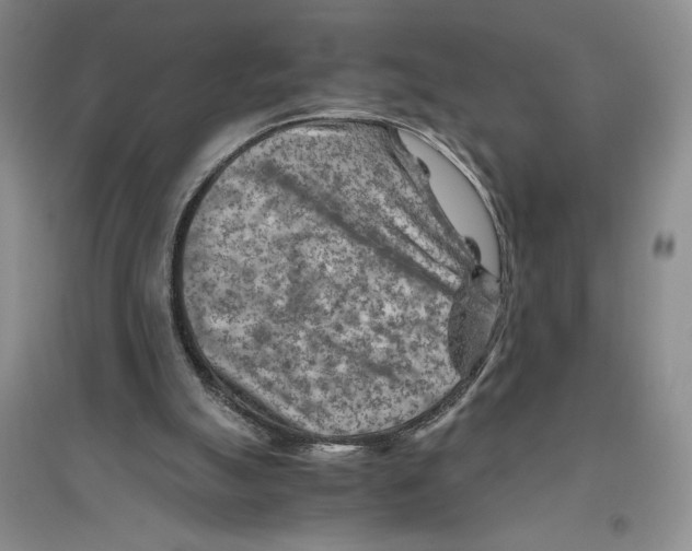 X0000096440055200802211220