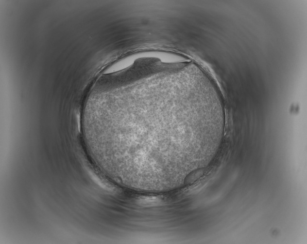 X0000096440061200802211220