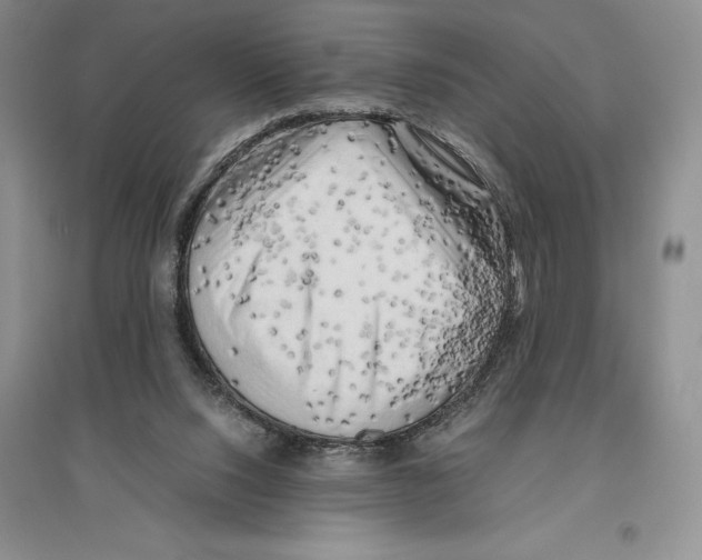 X0000096440064200802211220