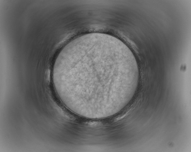 X0000096440067200802211220