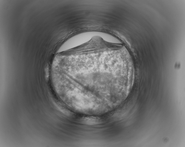 X0000096440069200802211220